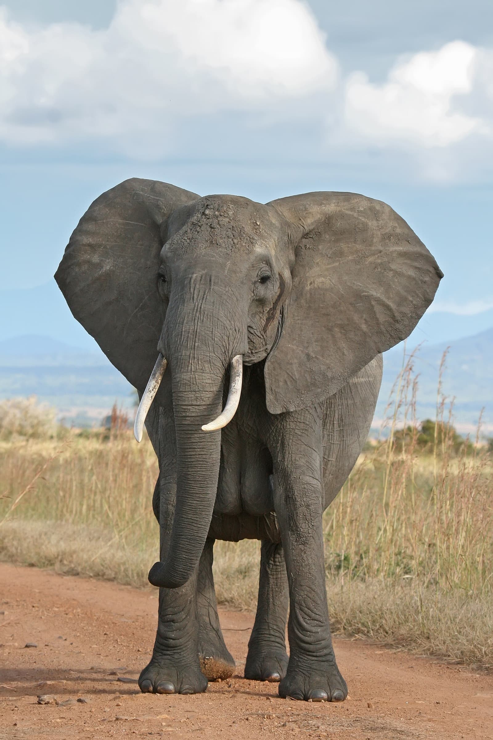 African Bush Elephant bull