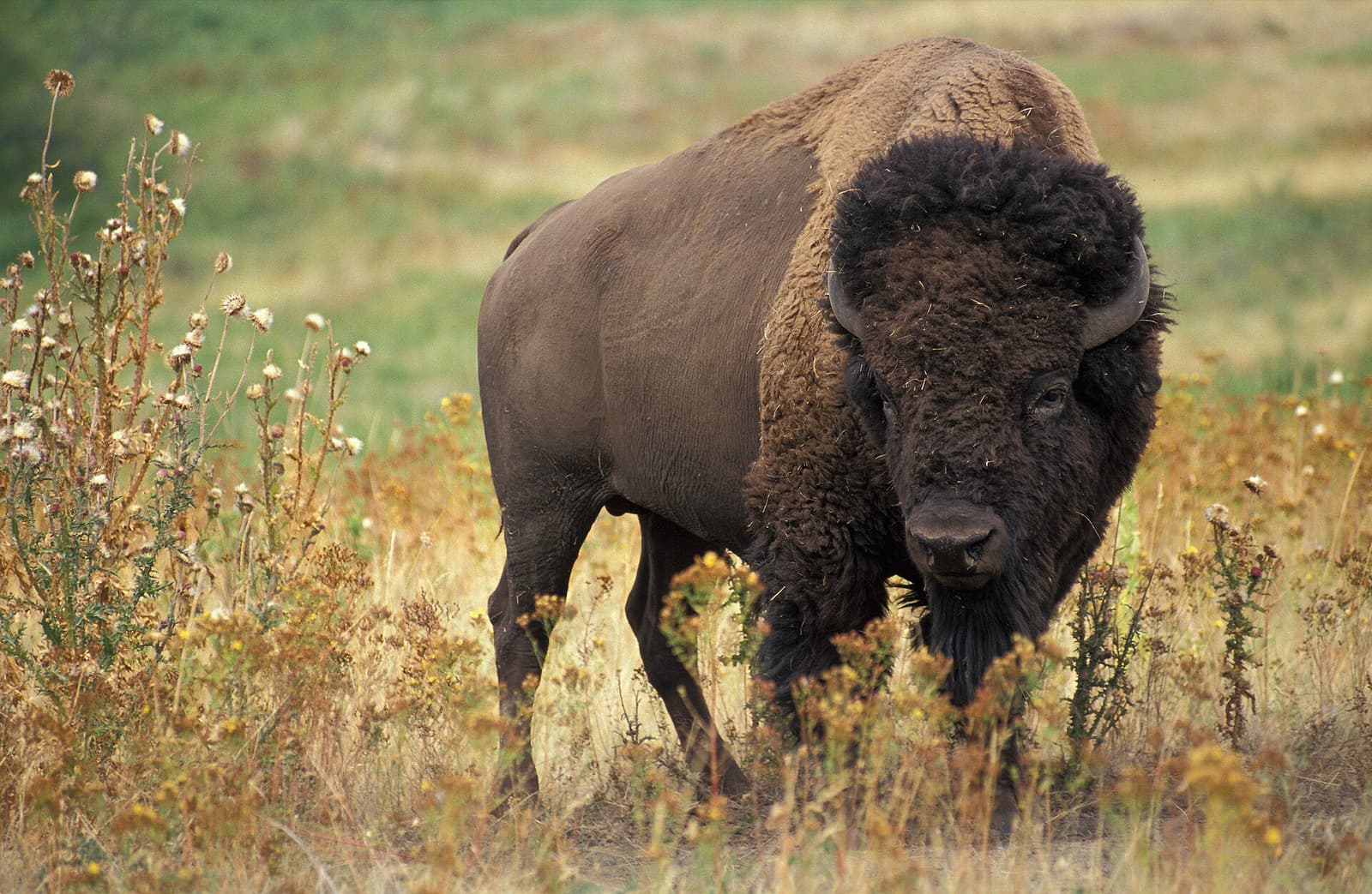 American bison standing in prairie