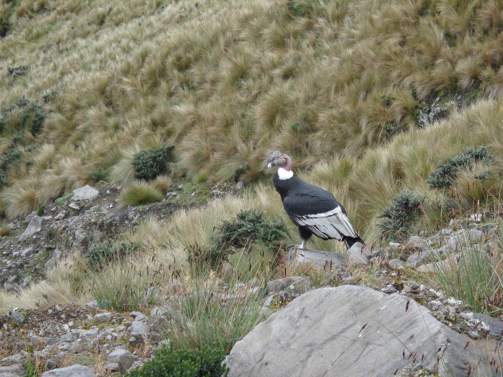 Andean condor perched on a rocky mountain slope