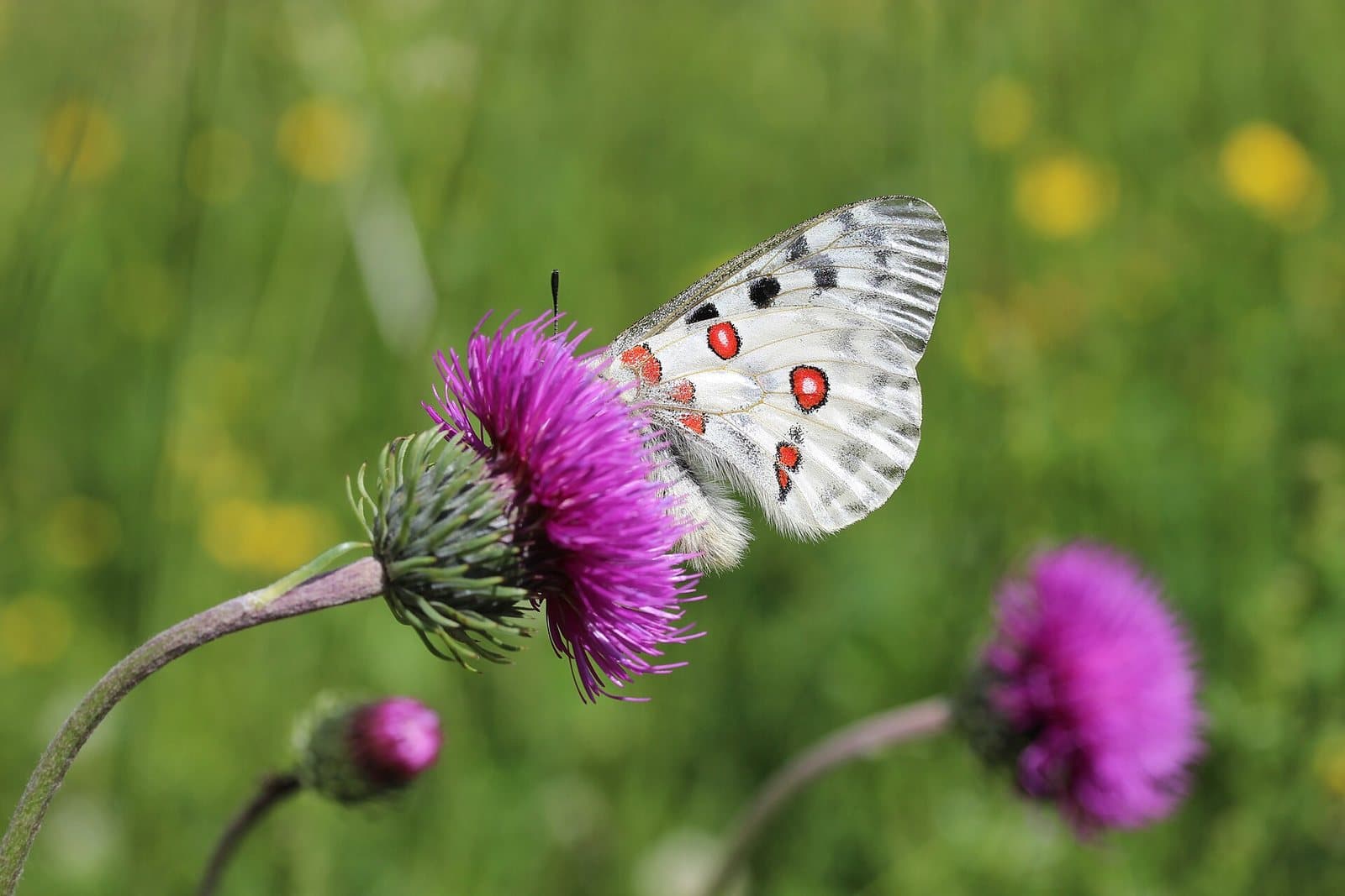 Apollo butterfly with red eyespots resting on a thistle flower