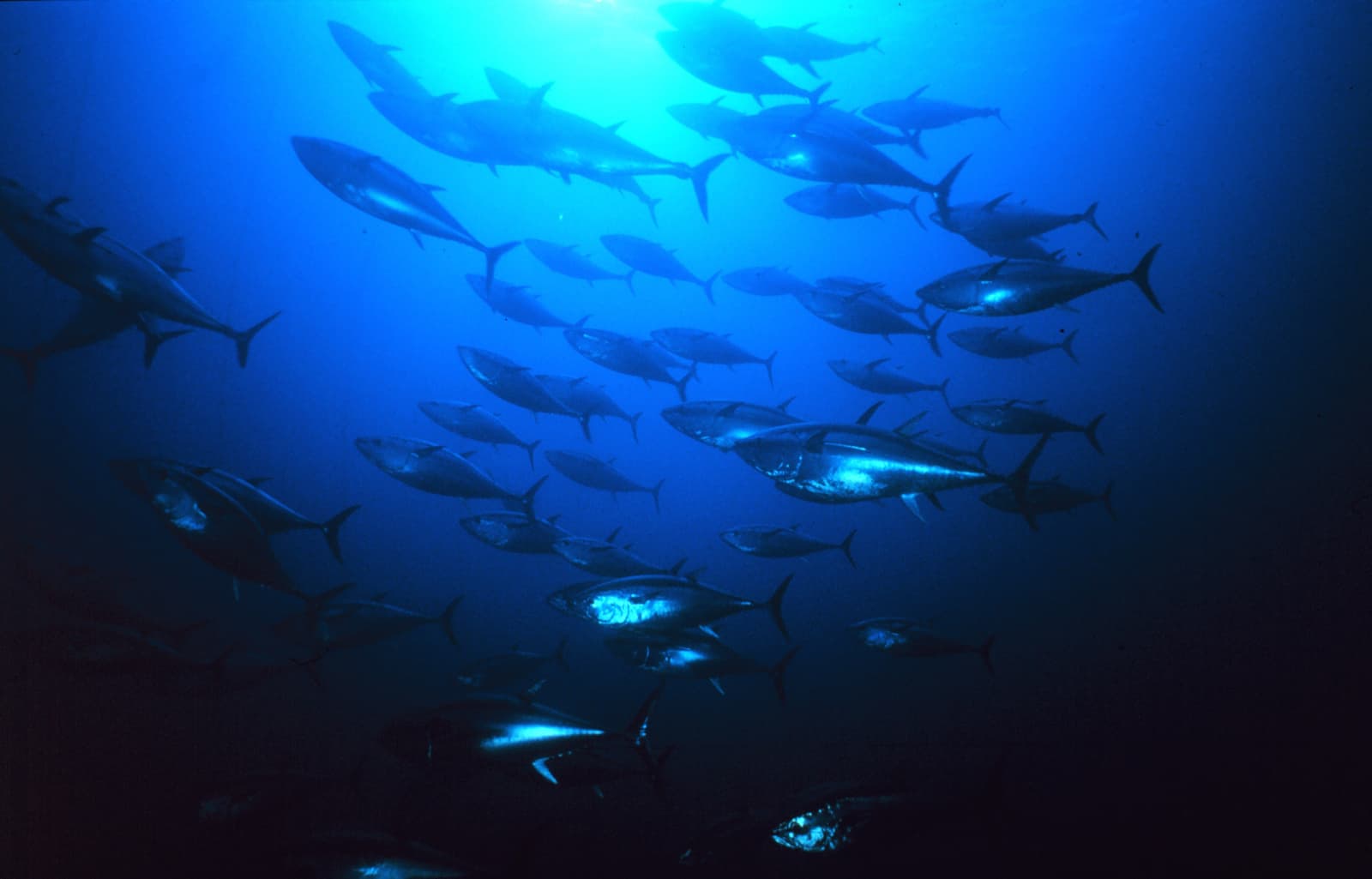 A school of Atlantic bluefin tuna swimming in open blue water