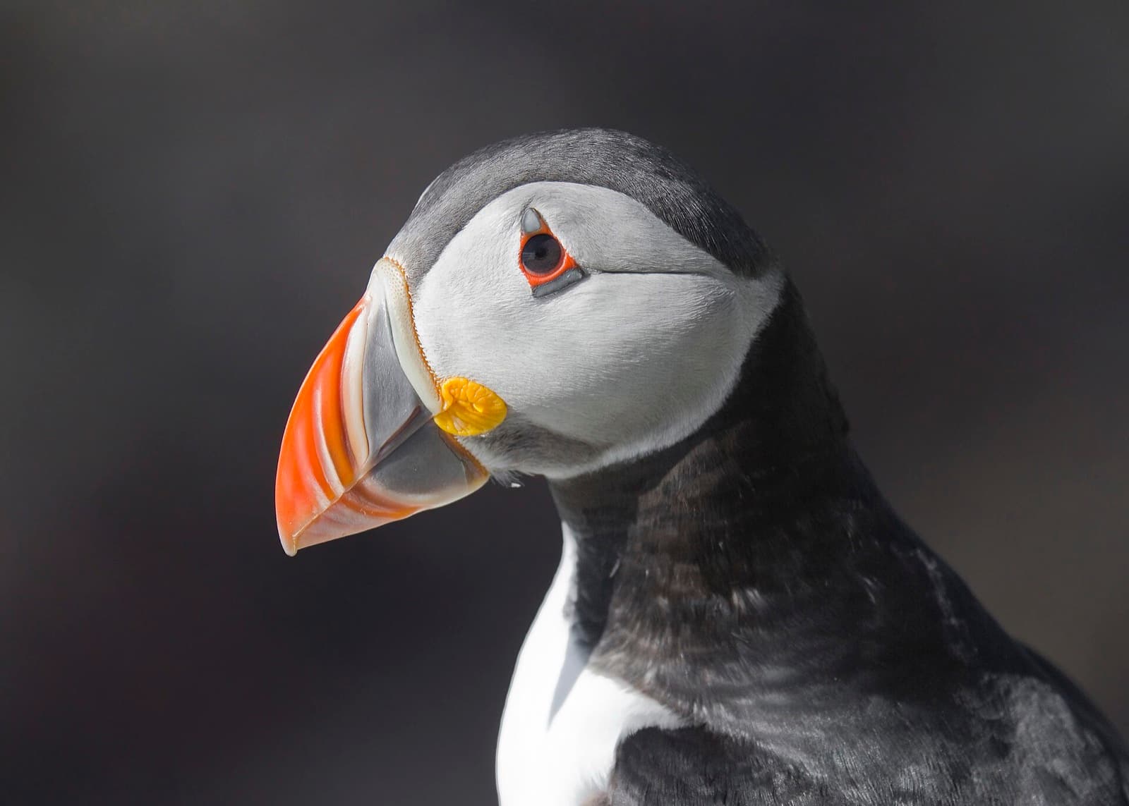 Atlantic puffin portrait