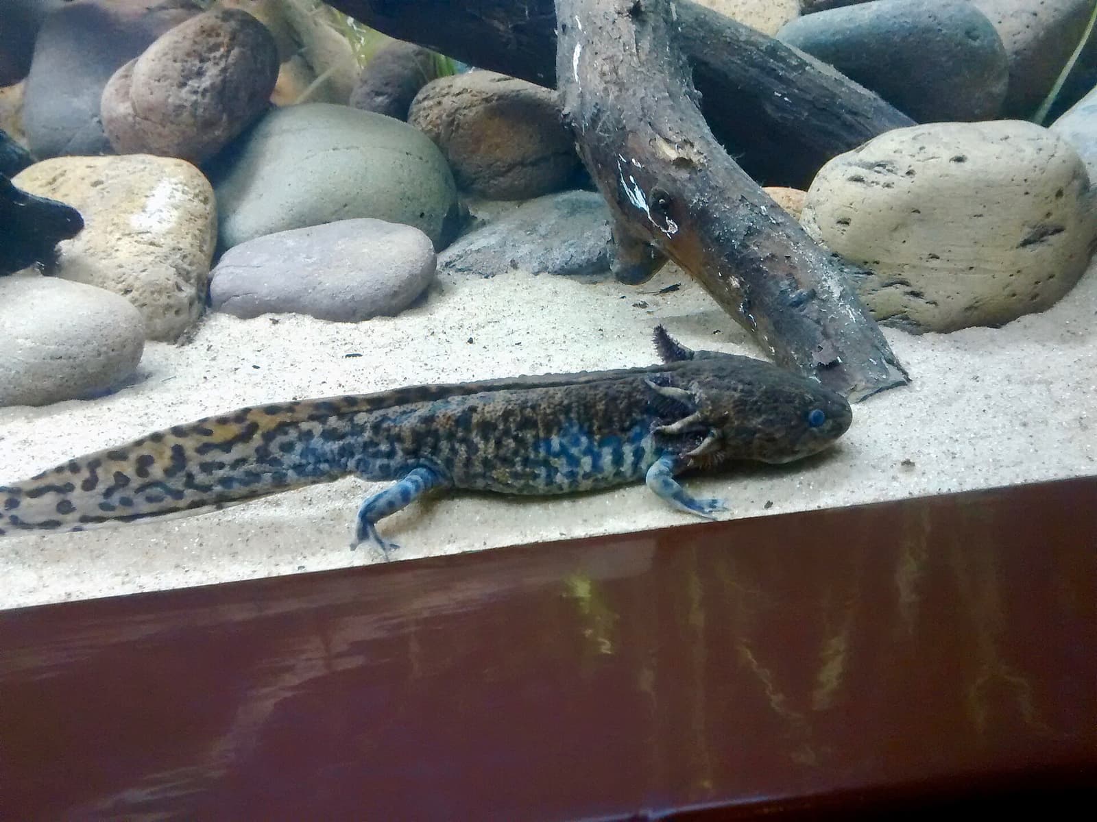Axolotl in clear water