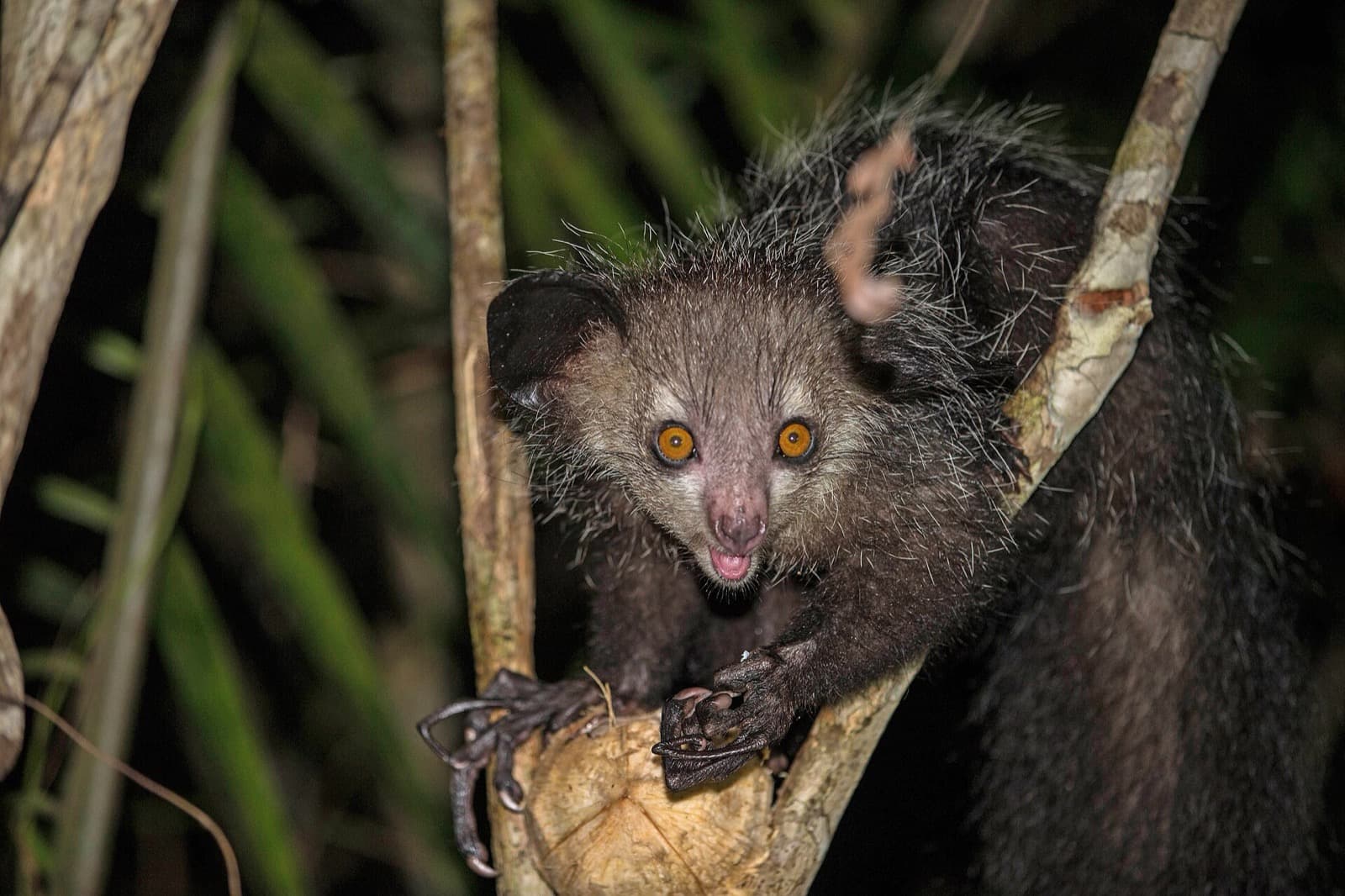 Wild aye-aye peering from a tree branch at night