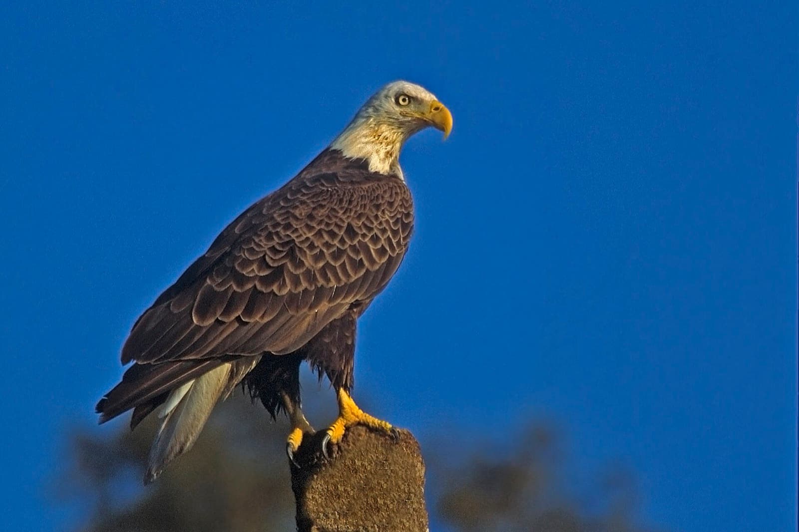 Bald eagle perched on a post against a blue sky