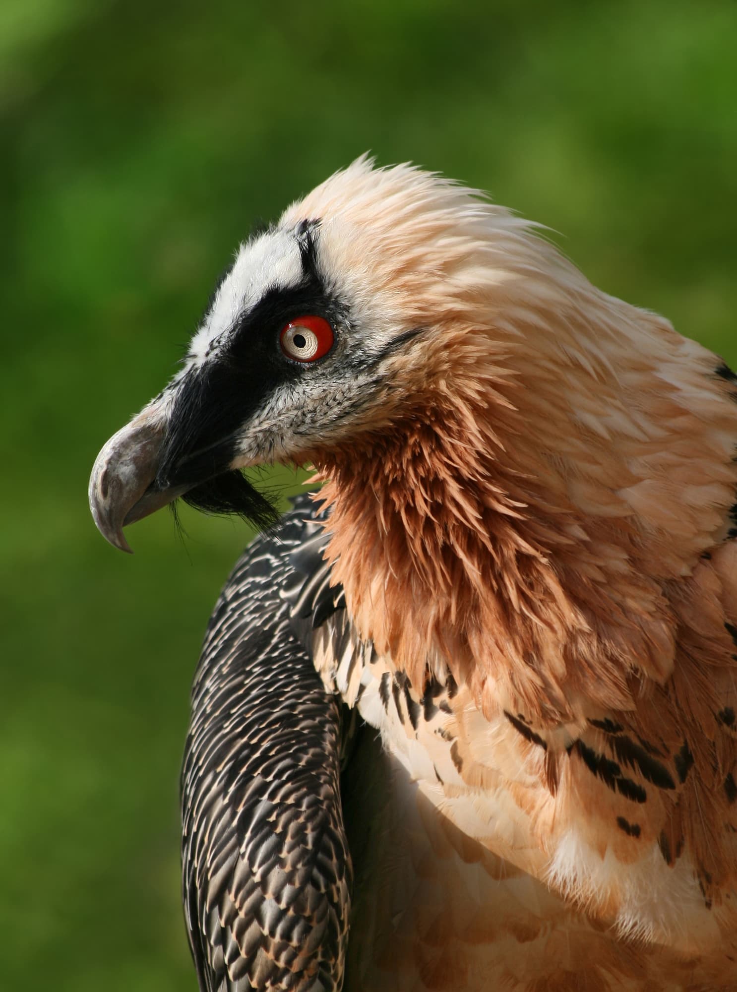 Close-up of a bearded vulture's head and rust-orange chest feathers