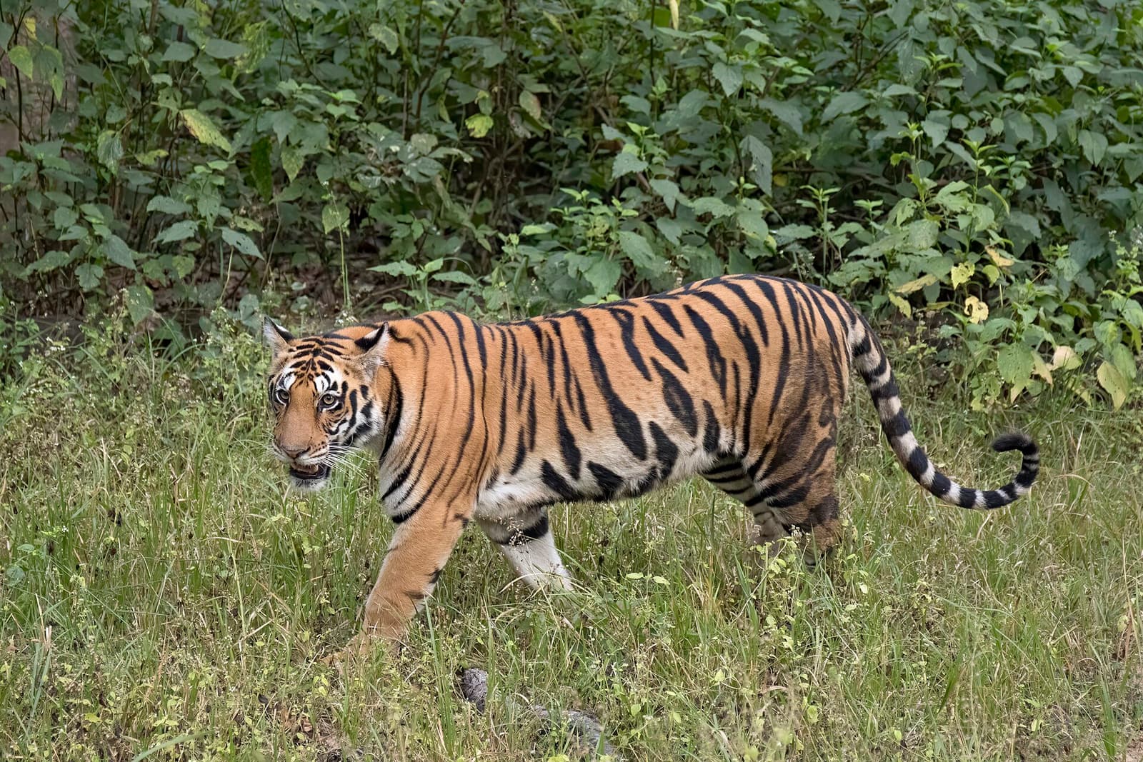 Bengal tiger in high grass