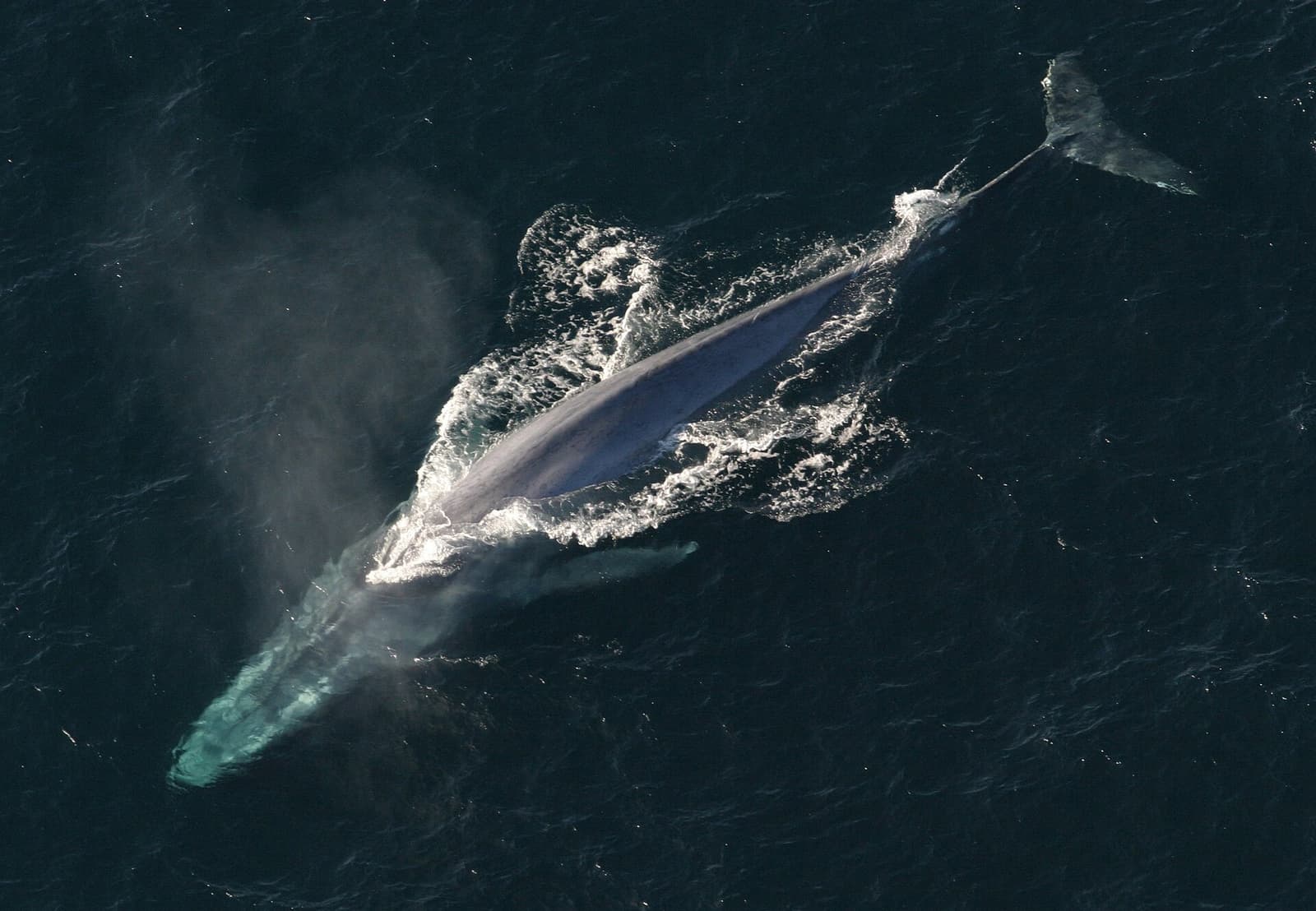 Blue whale surfacing in open ocean