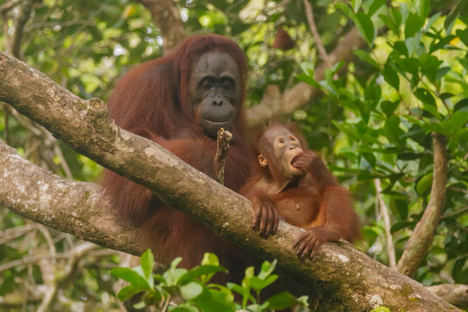 Bornean orangutan mother and infant in rainforest canopy