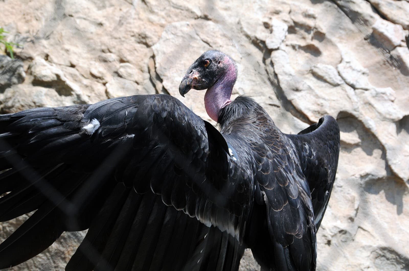 California condor with wings spread on rocks