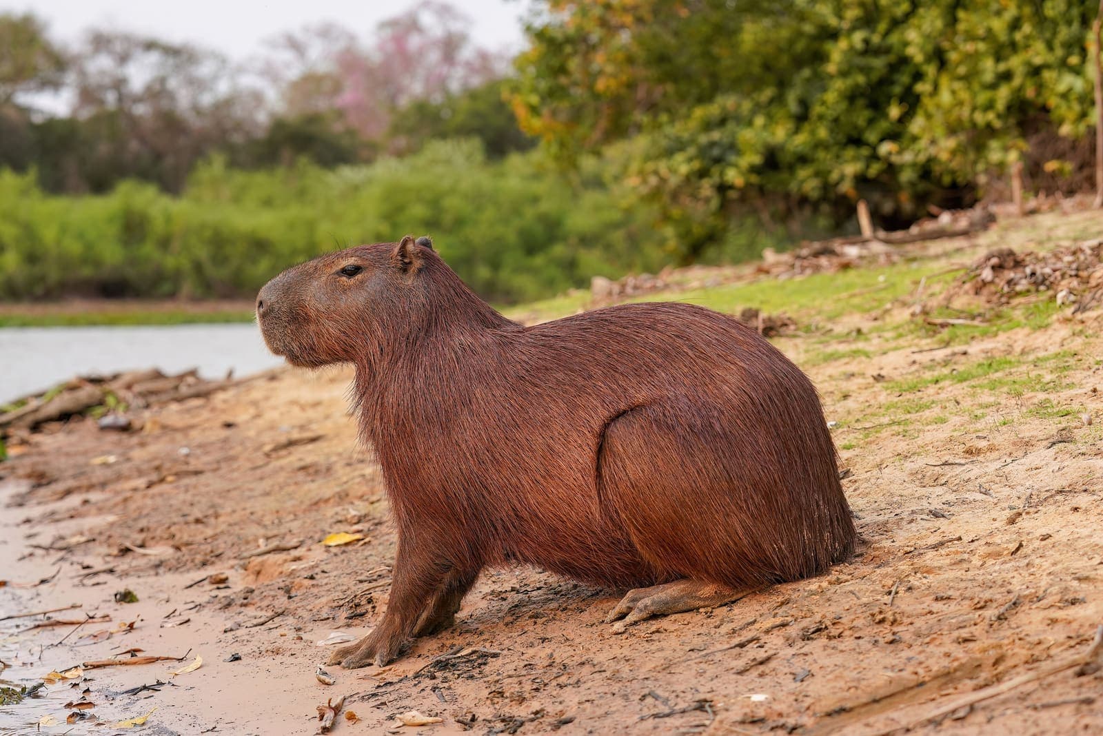 Capybara in marshland