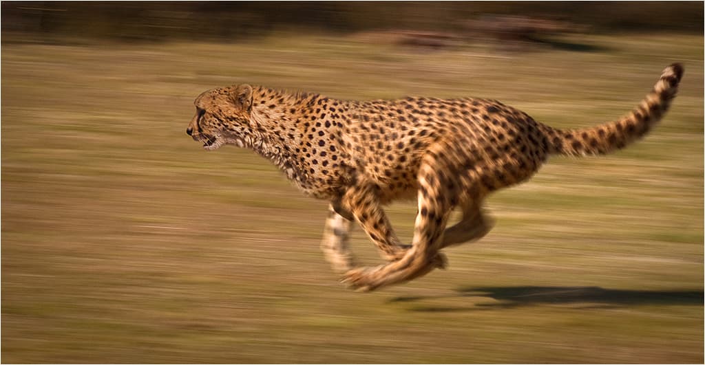 Cheetah running in savanna grassland