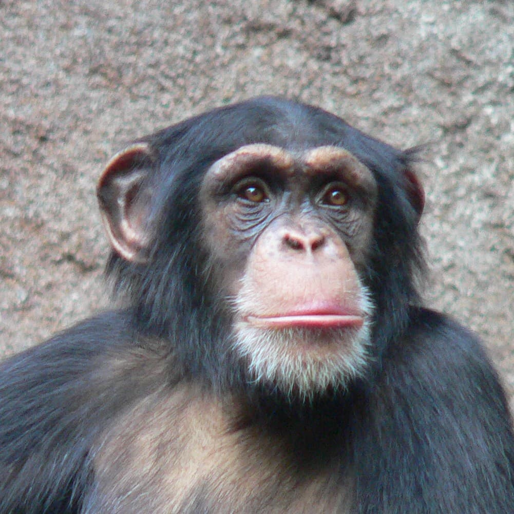 Chimpanzee portrait