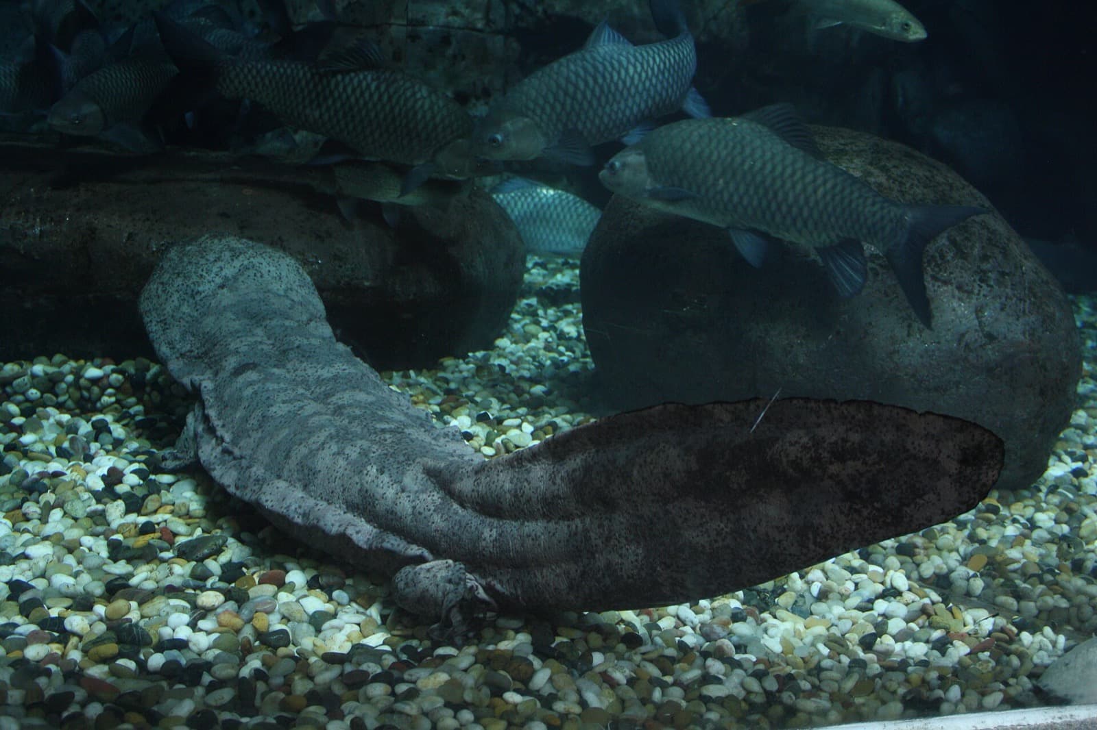 Chinese giant salamander resting on a riverbed in an aquarium enclosure