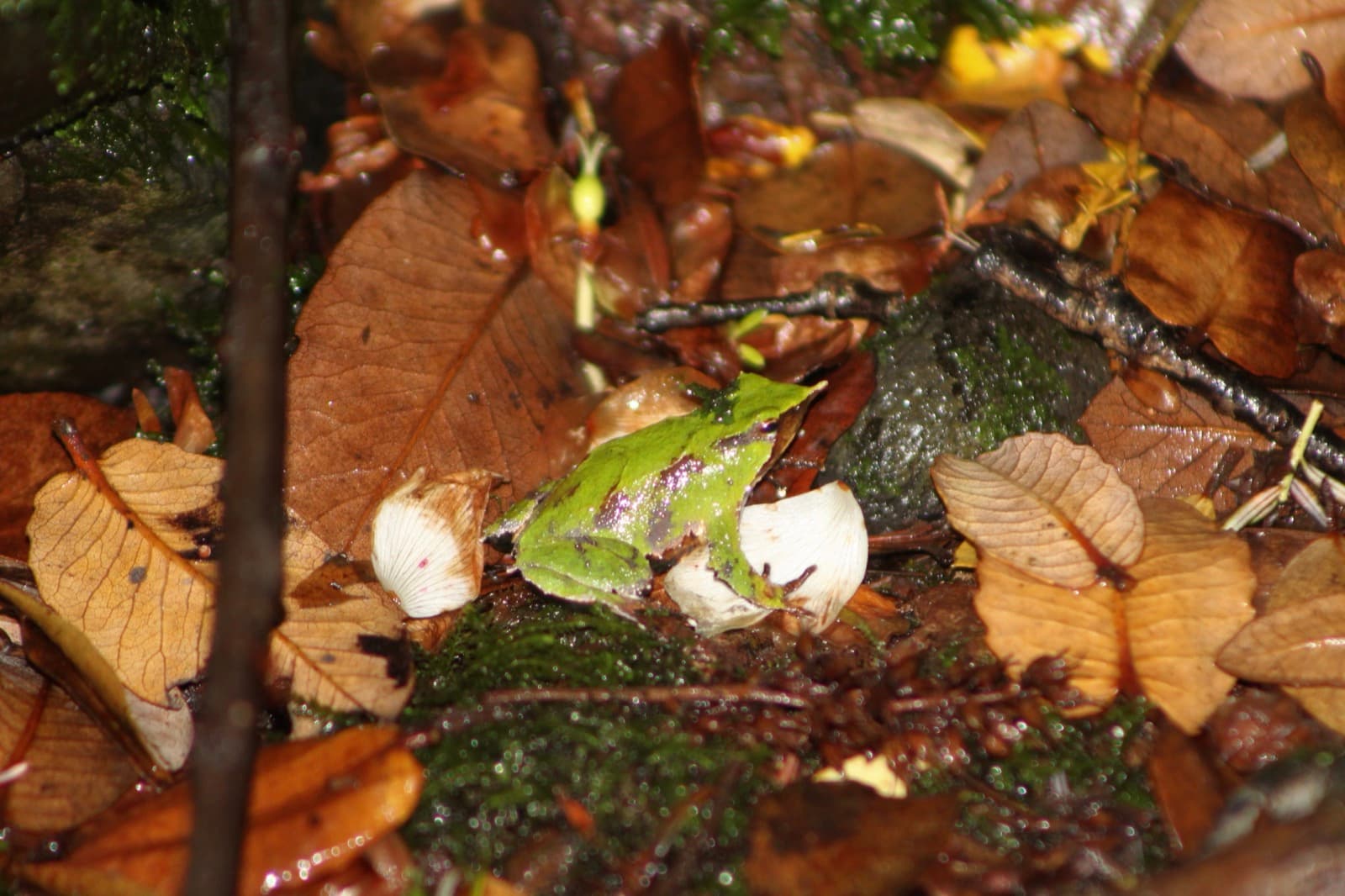Darwin's frog camouflaged among fallen leaves
