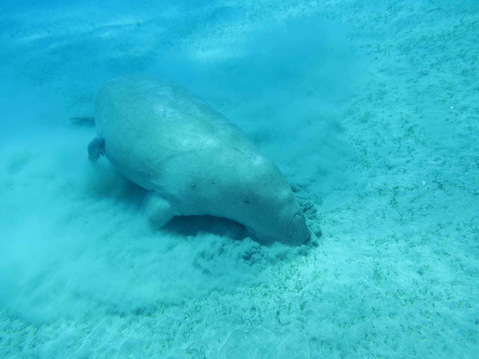 Dugong grazing on seagrass over a sandy seafloor