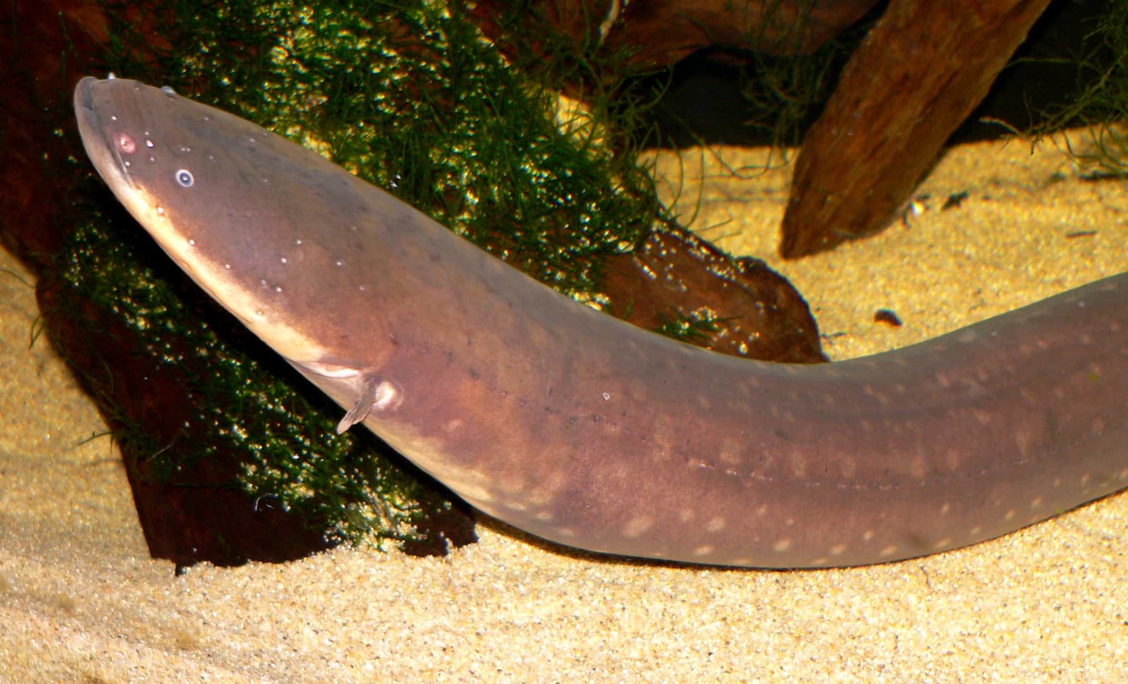 Close-up of an electric eel's head and eye