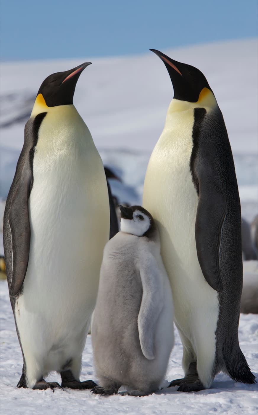 Emperor penguin adults with a chick on sea ice