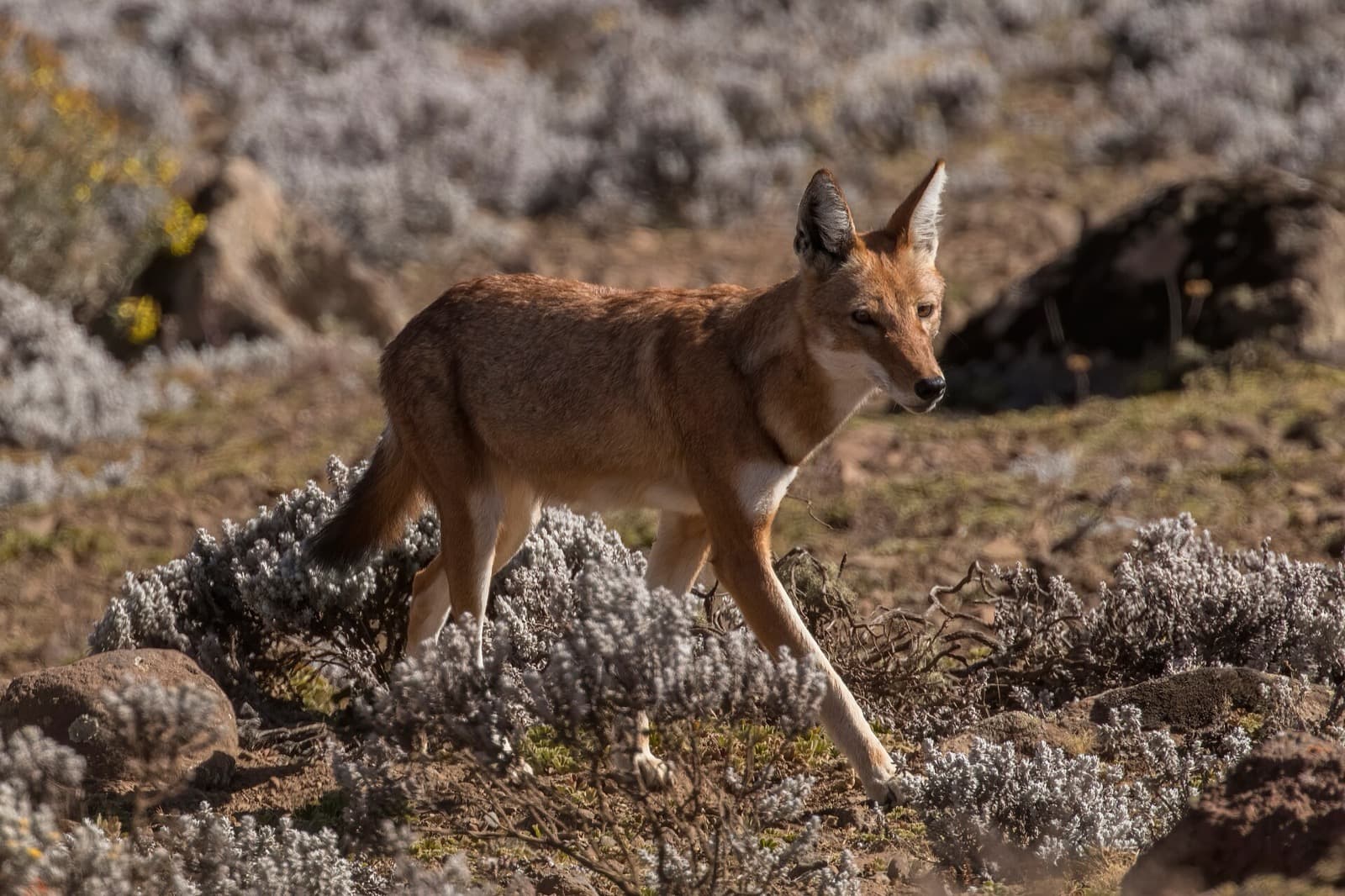 Ethiopian wolf in high moorland