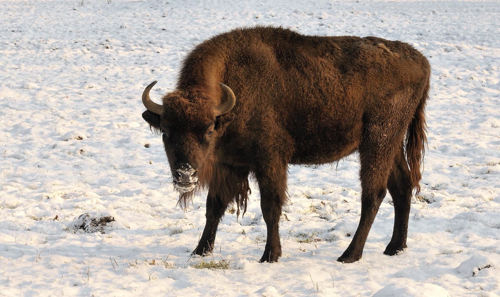 European bison in forest clearing