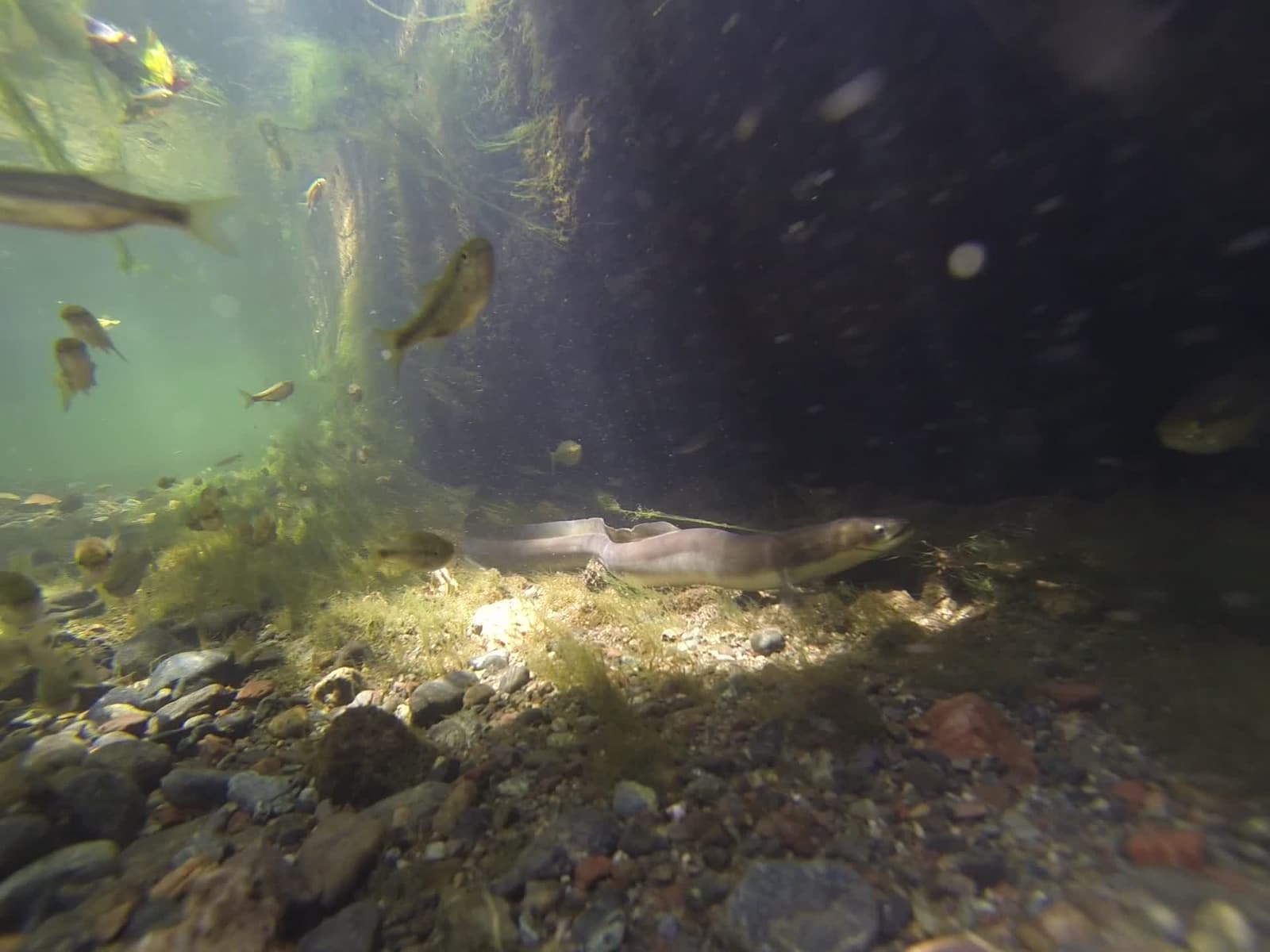 European eel resting on a river bed among stones