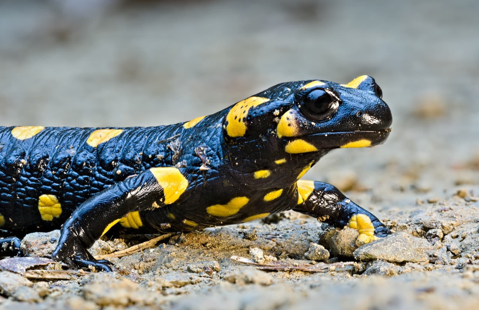 Fire salamander with black and yellow markings on the ground