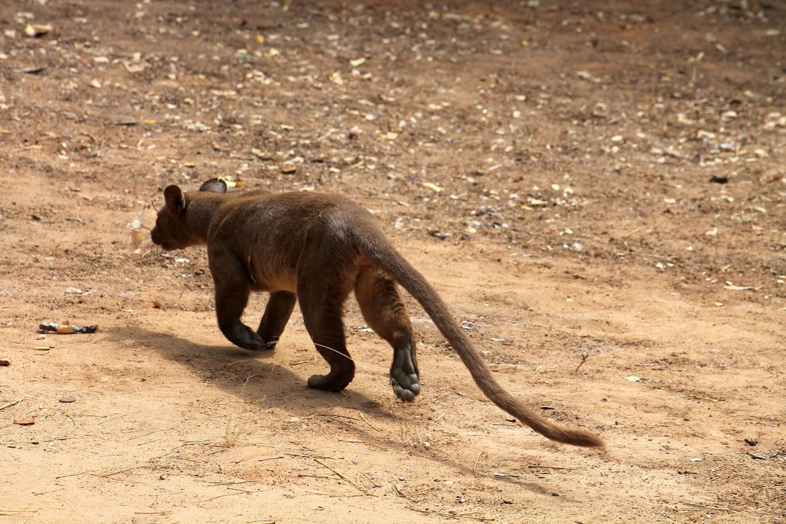 Fossa climbing on a log