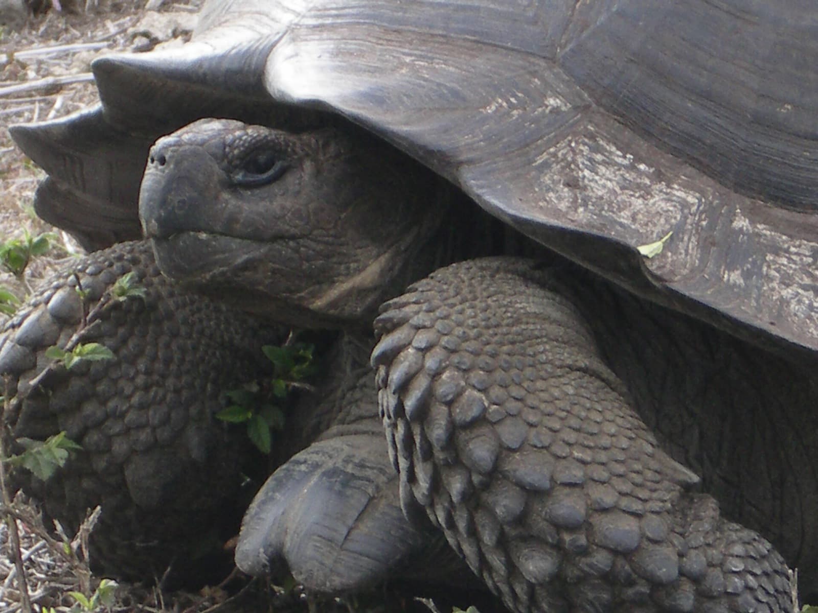 Close-up of a Galápagos giant tortoise's head and shell
