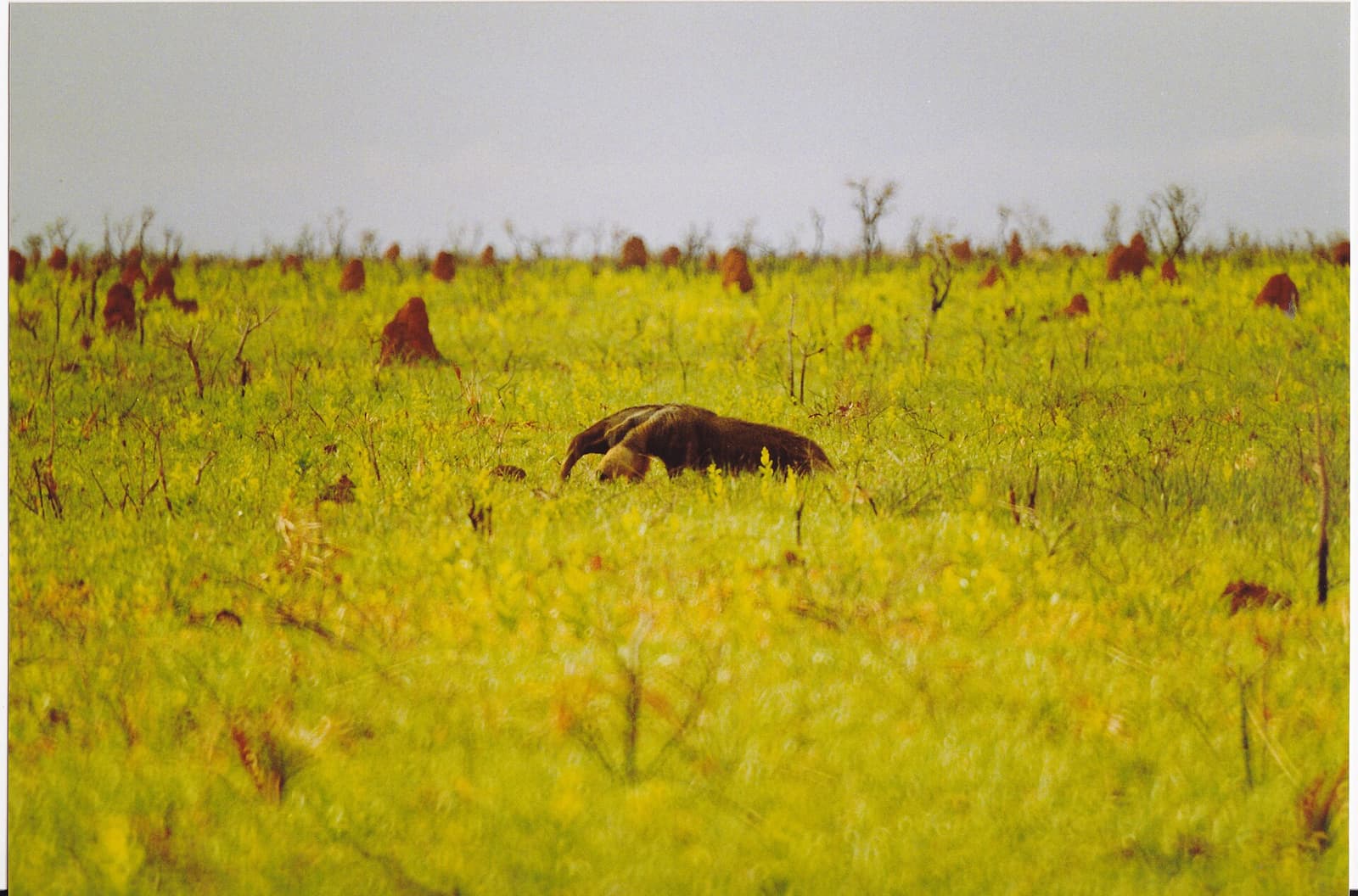 Giant anteater in grassland
