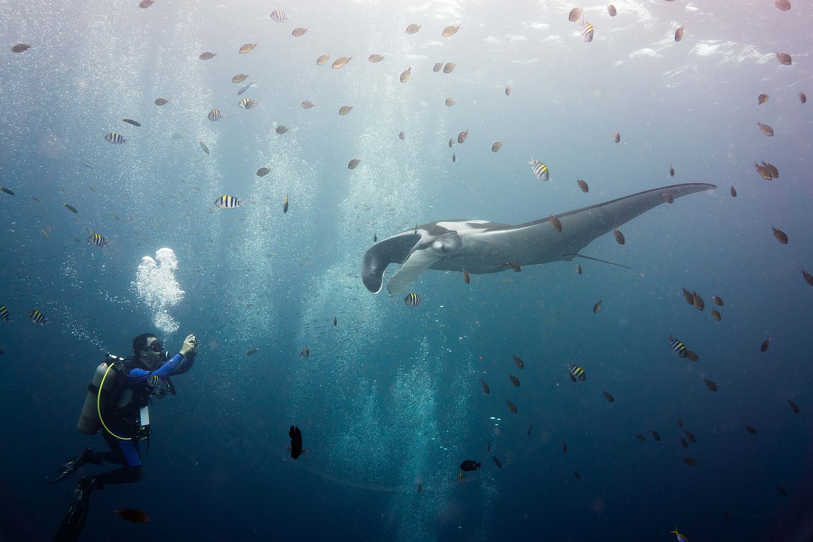 Giant oceanic manta ray gliding past a scuba diver amid a cloud of reef fish