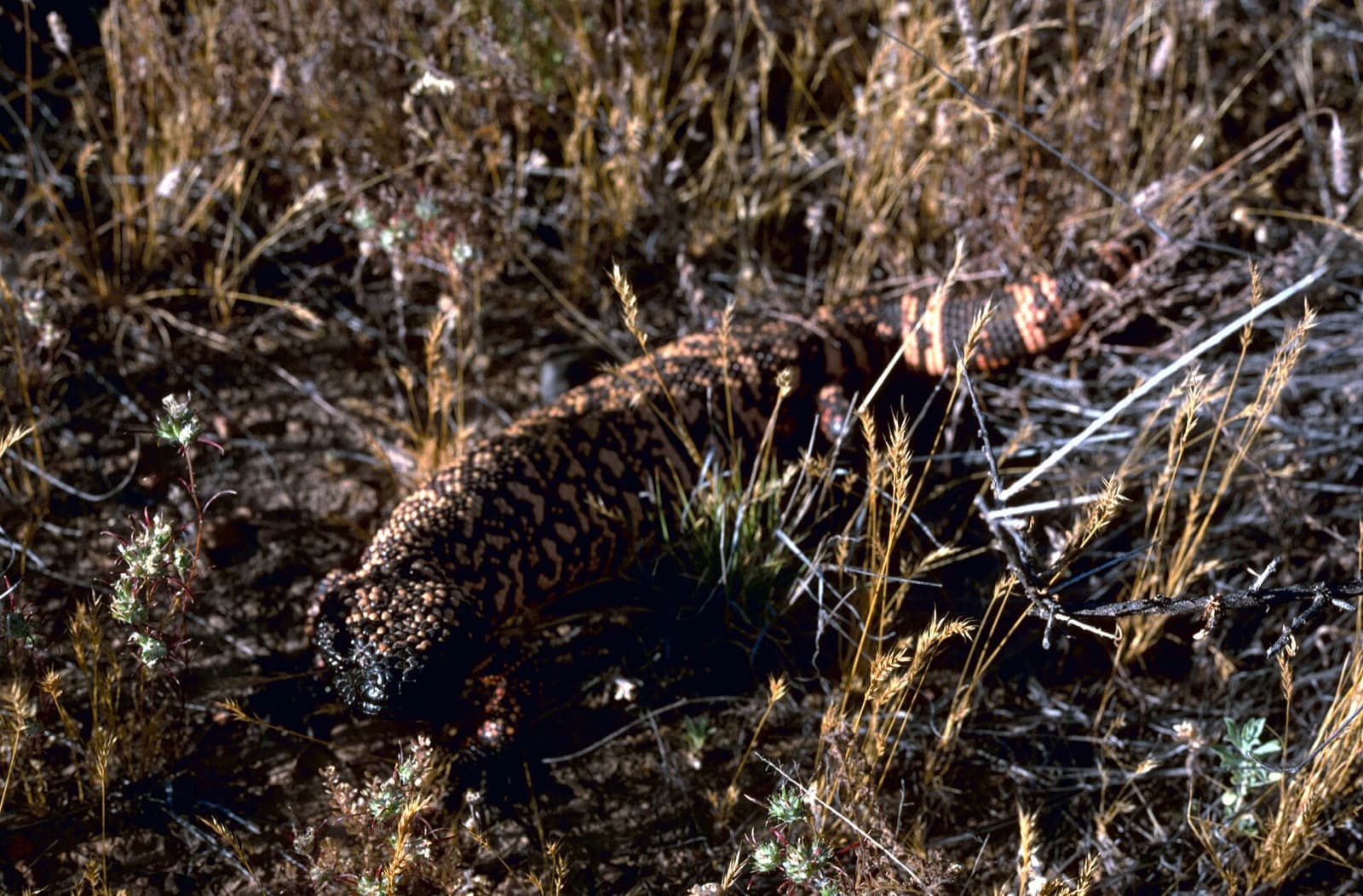 Gila monster camouflaged among dry desert grasses