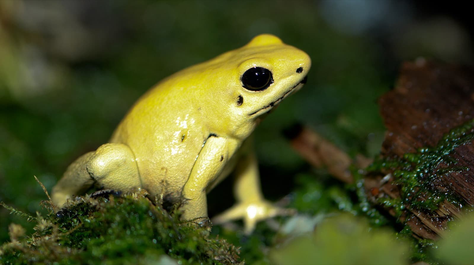 Golden poison frog perched on a mossy log