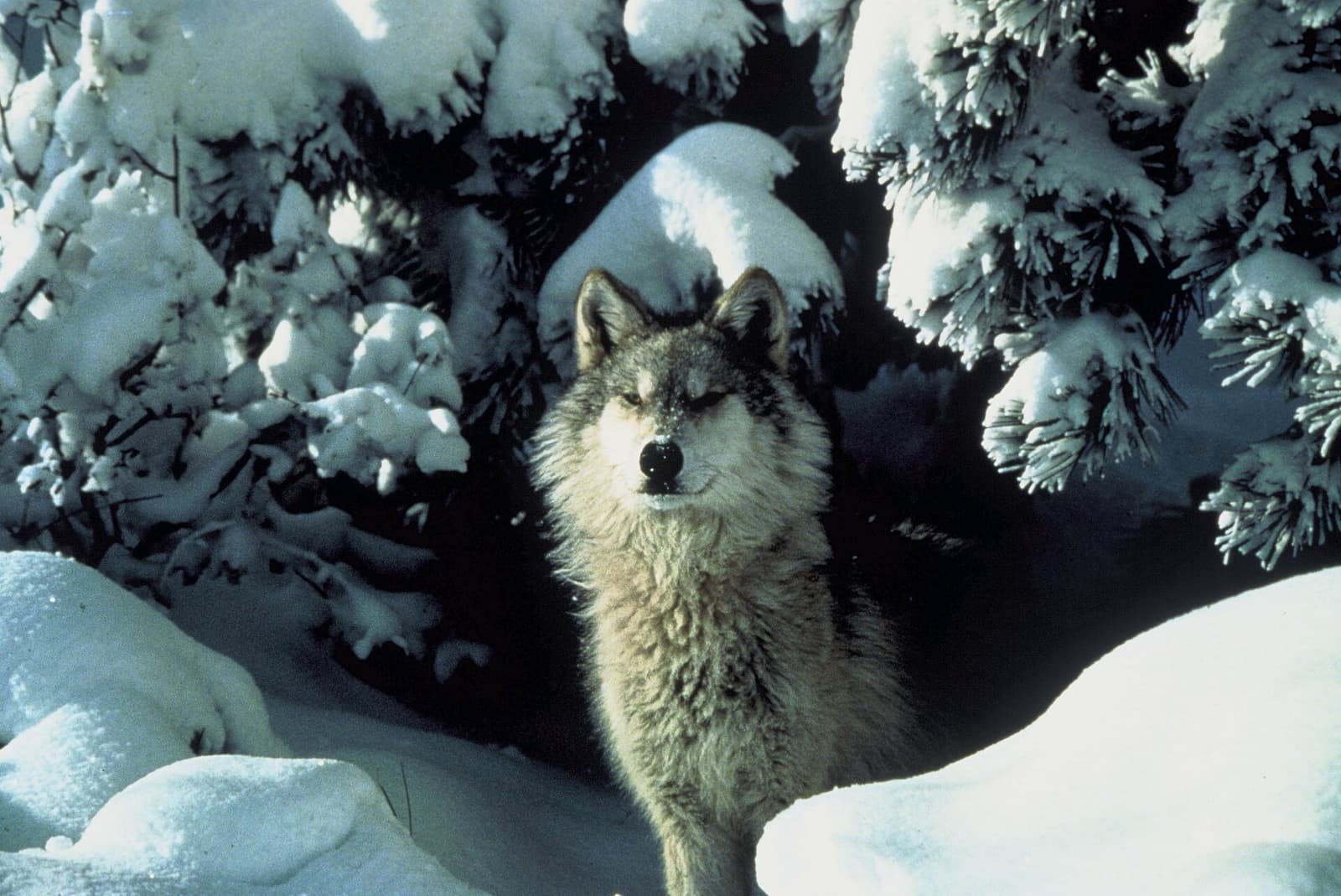 Gray wolf standing in snow