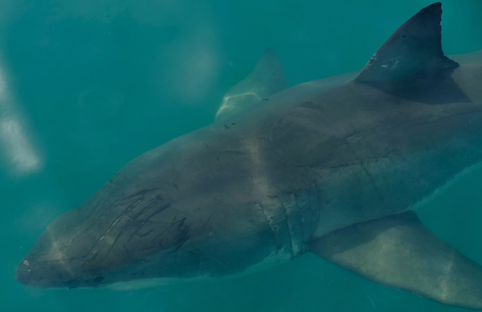 Great white shark swimming just below the water's surface, dorsal fin visible