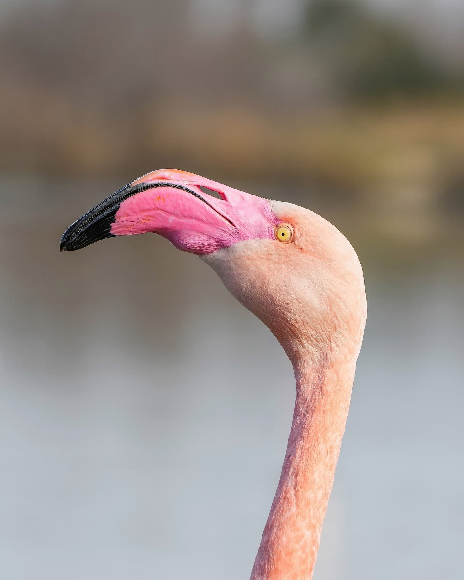 Close-up of a greater flamingo's head and curved bill