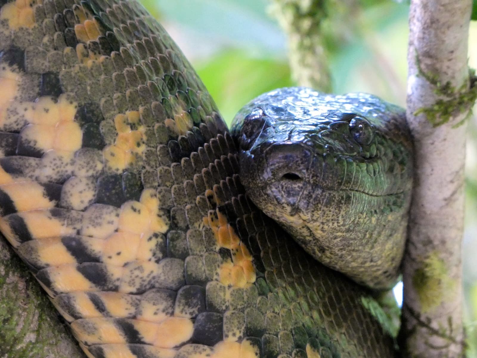 Green anaconda coiled on a tree branch