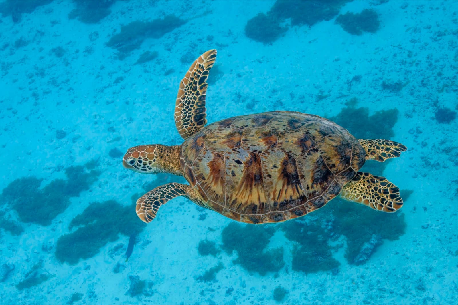 Green sea turtle swimming over a shallow reef