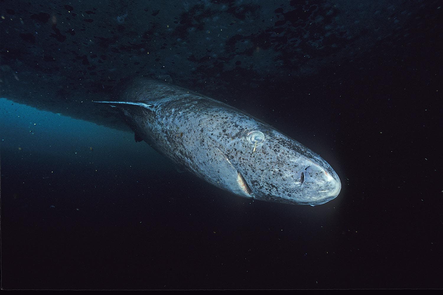 Greenland shark swimming in dark, cold deep water with a parasite visible on its eye