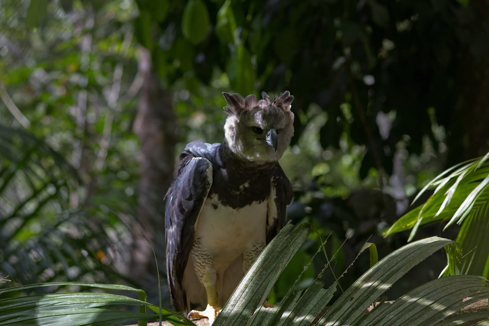 Harpy eagle perched in canopy