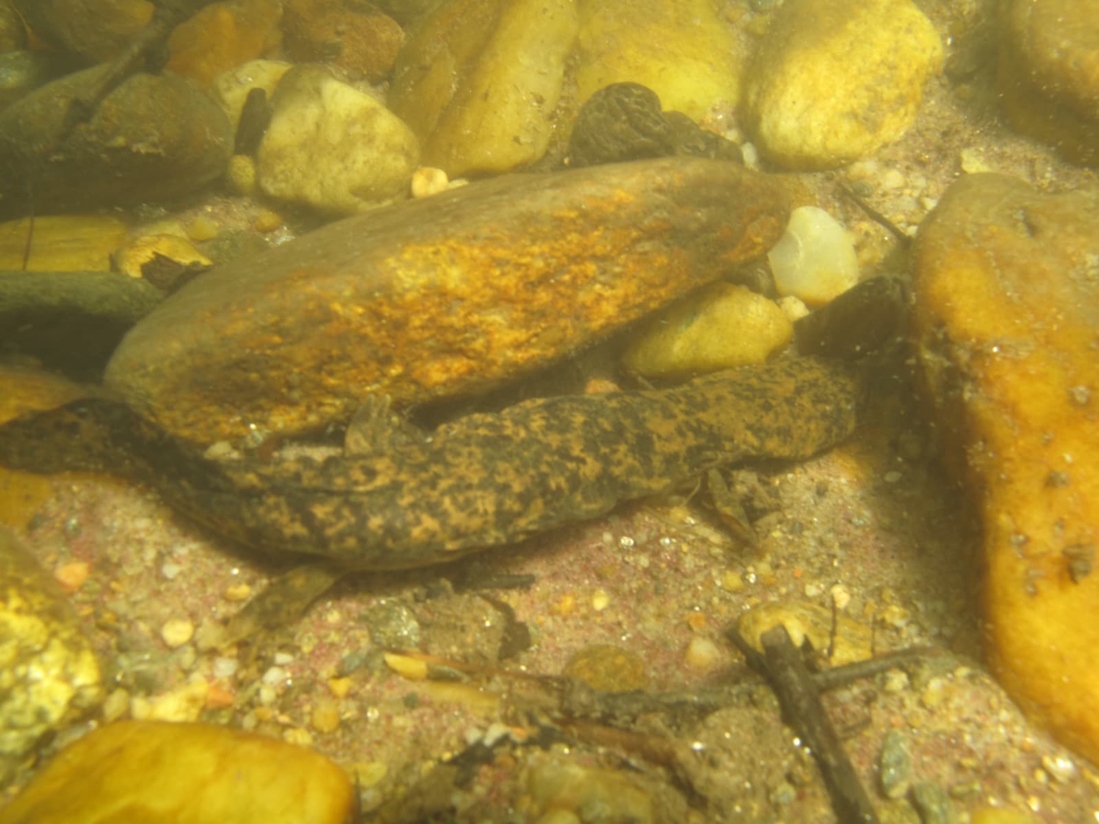 Hellbender salamander resting among river rocks underwater