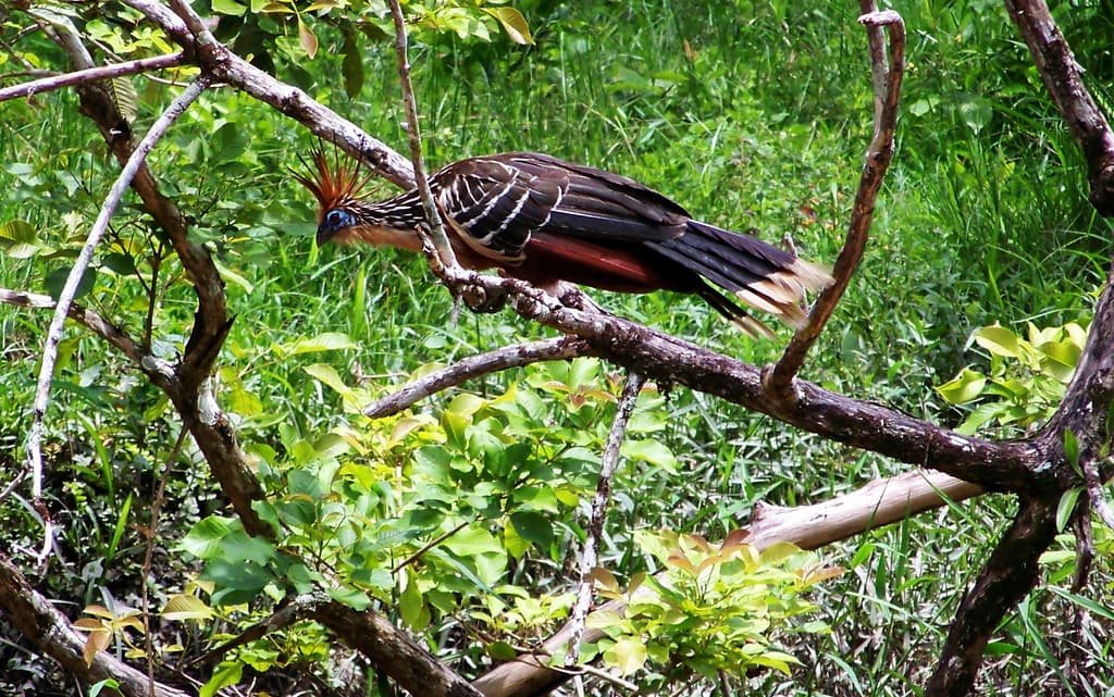 Hoatzin perched on branch