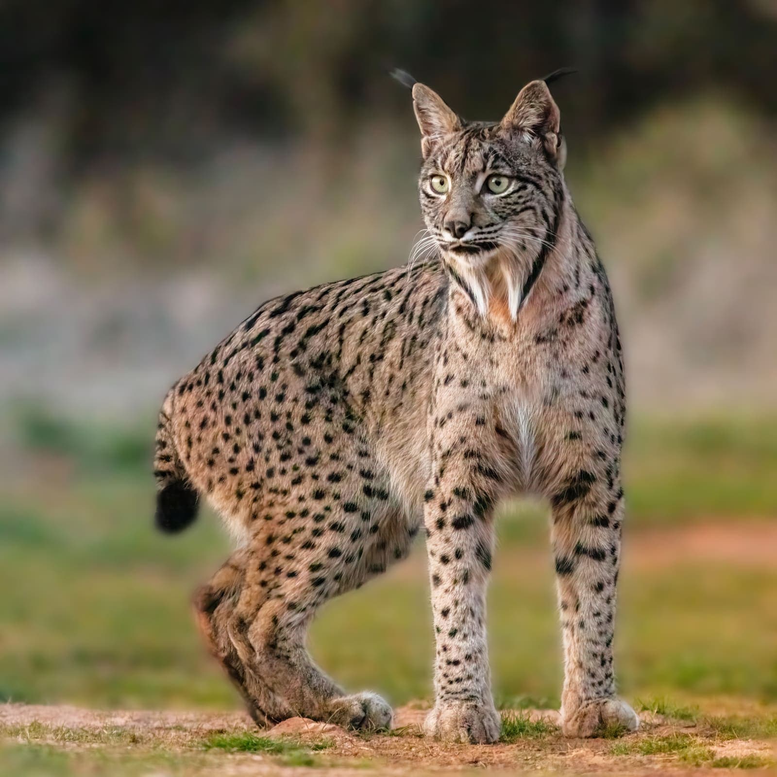Iberian Lynx in wild Mediterranean habitat