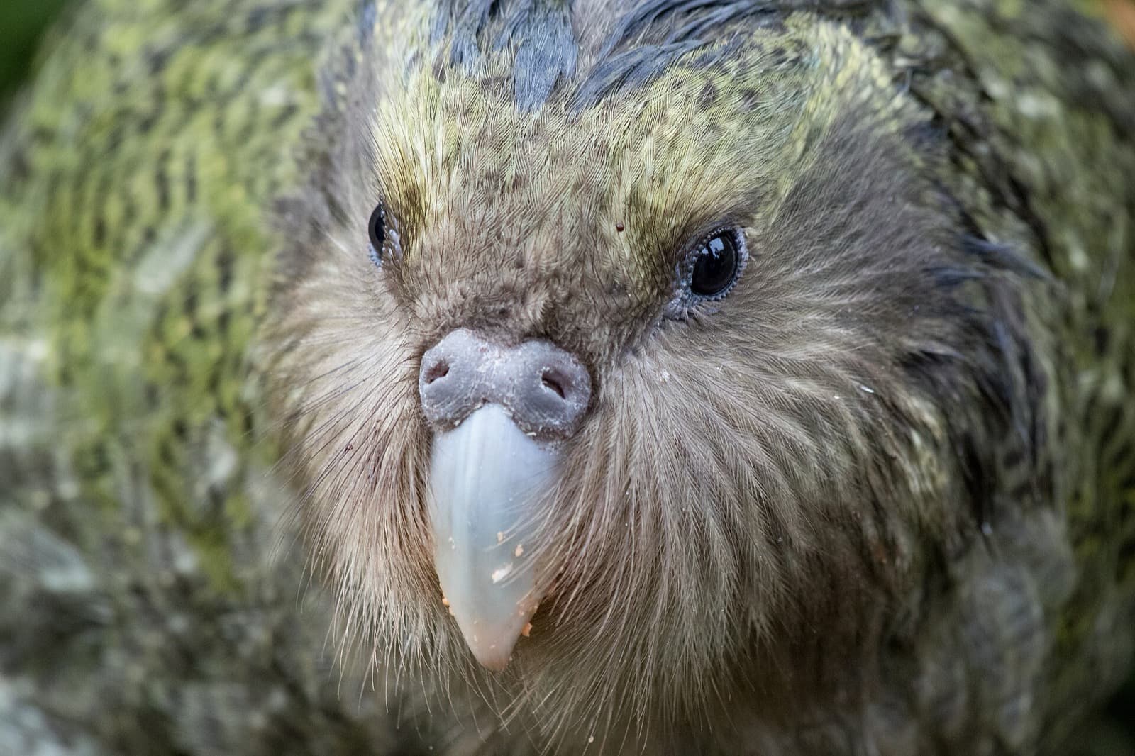 Kakapo close-up portrait