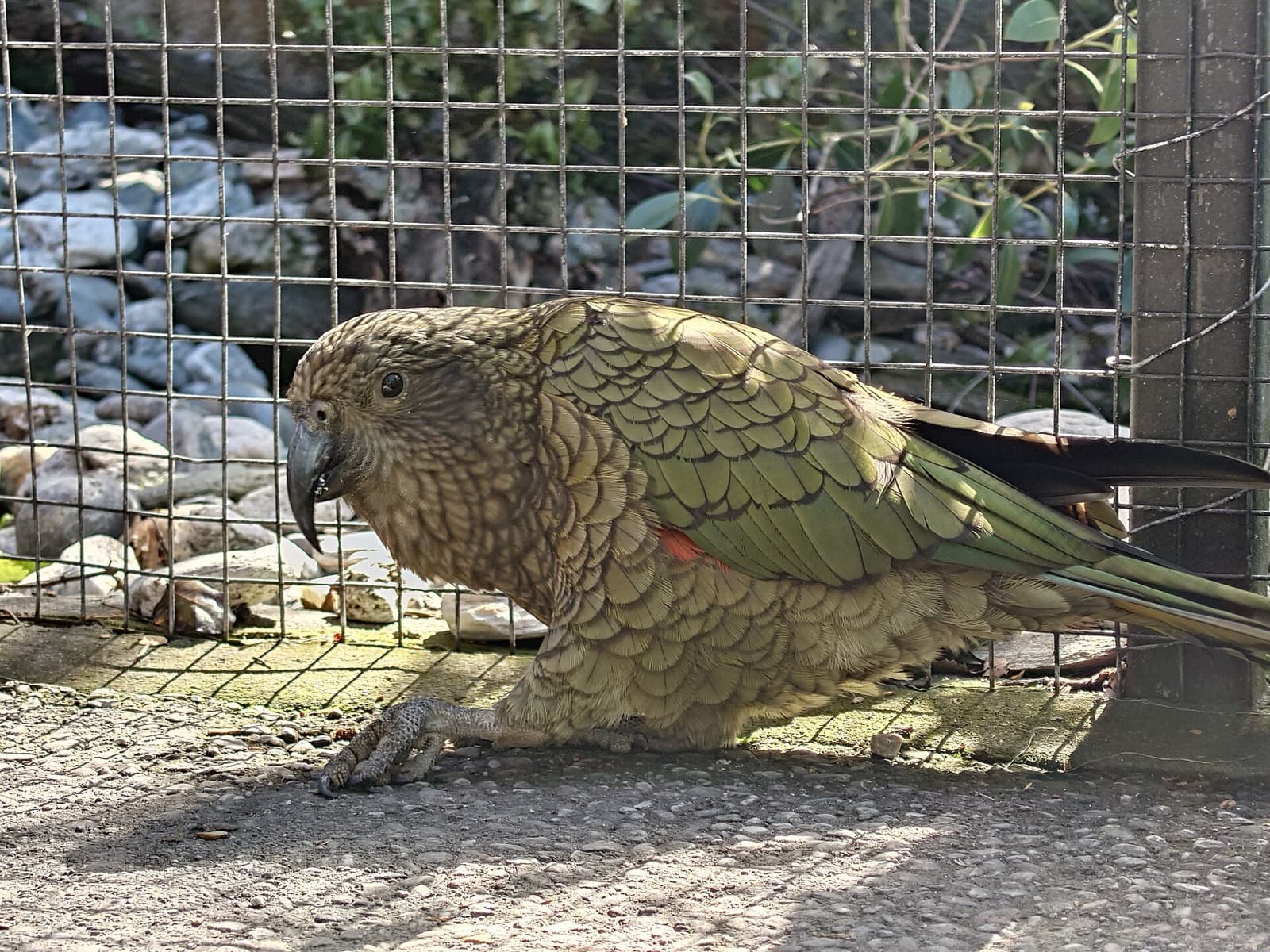 Kea perched among rocks