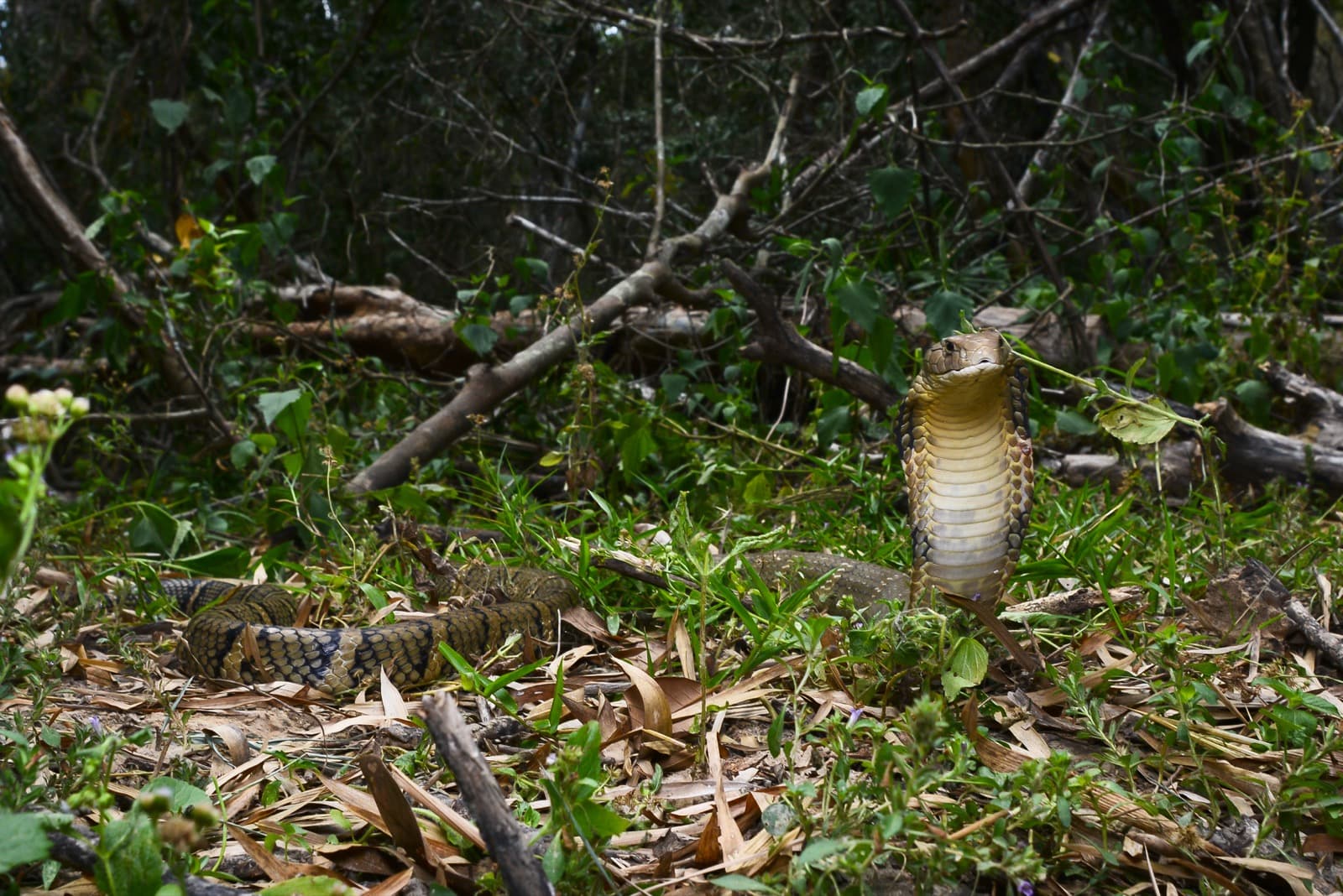 King cobra with hood raised in leaf litter