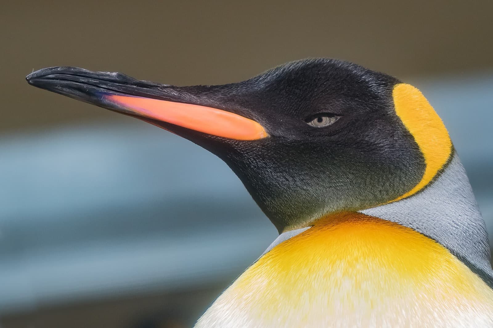 Close-up portrait of a king penguin's head and orange neck markings