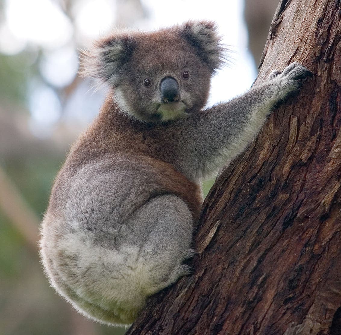Koala climbing eucalyptus tree