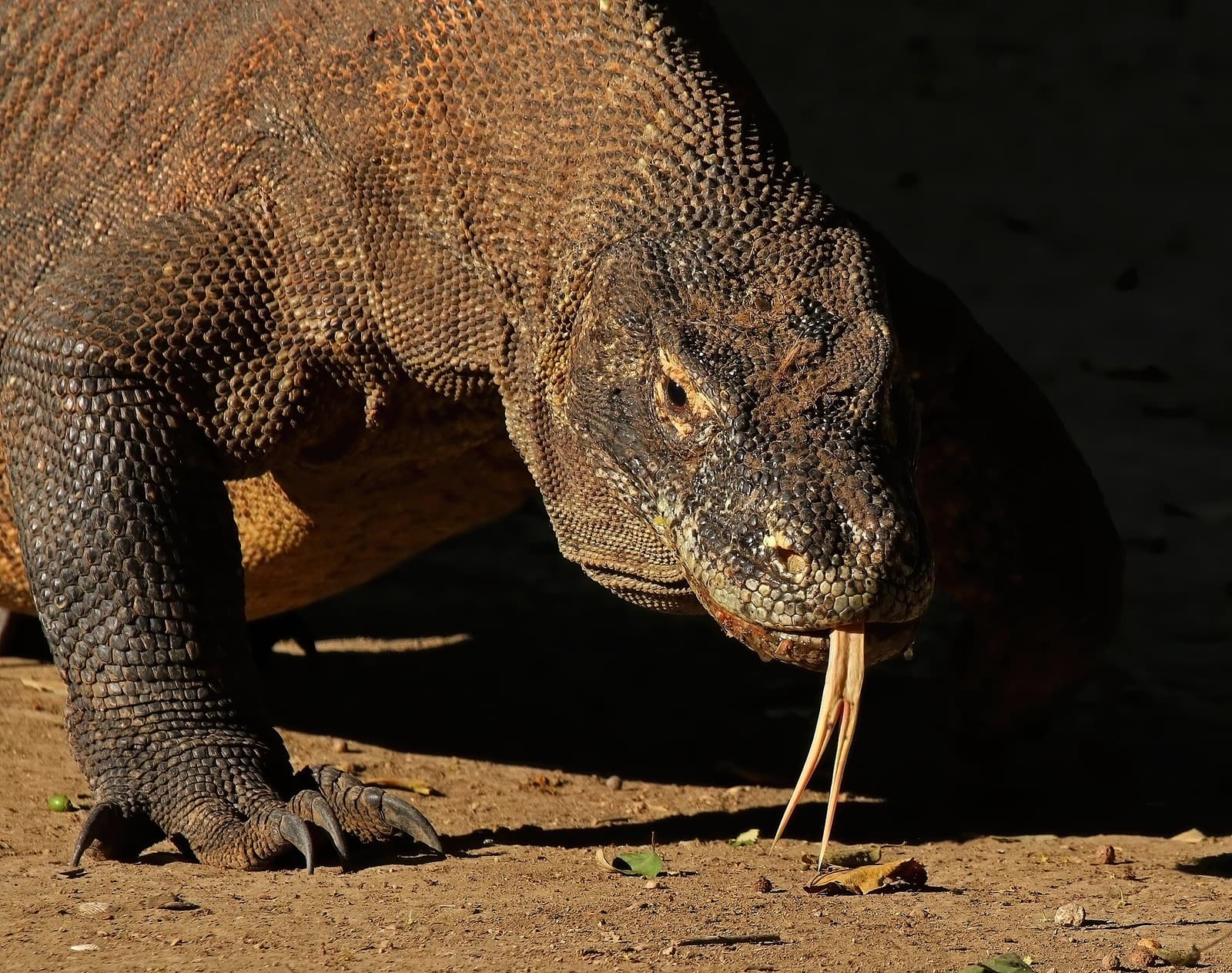 Komodo dragon on sandy terrain