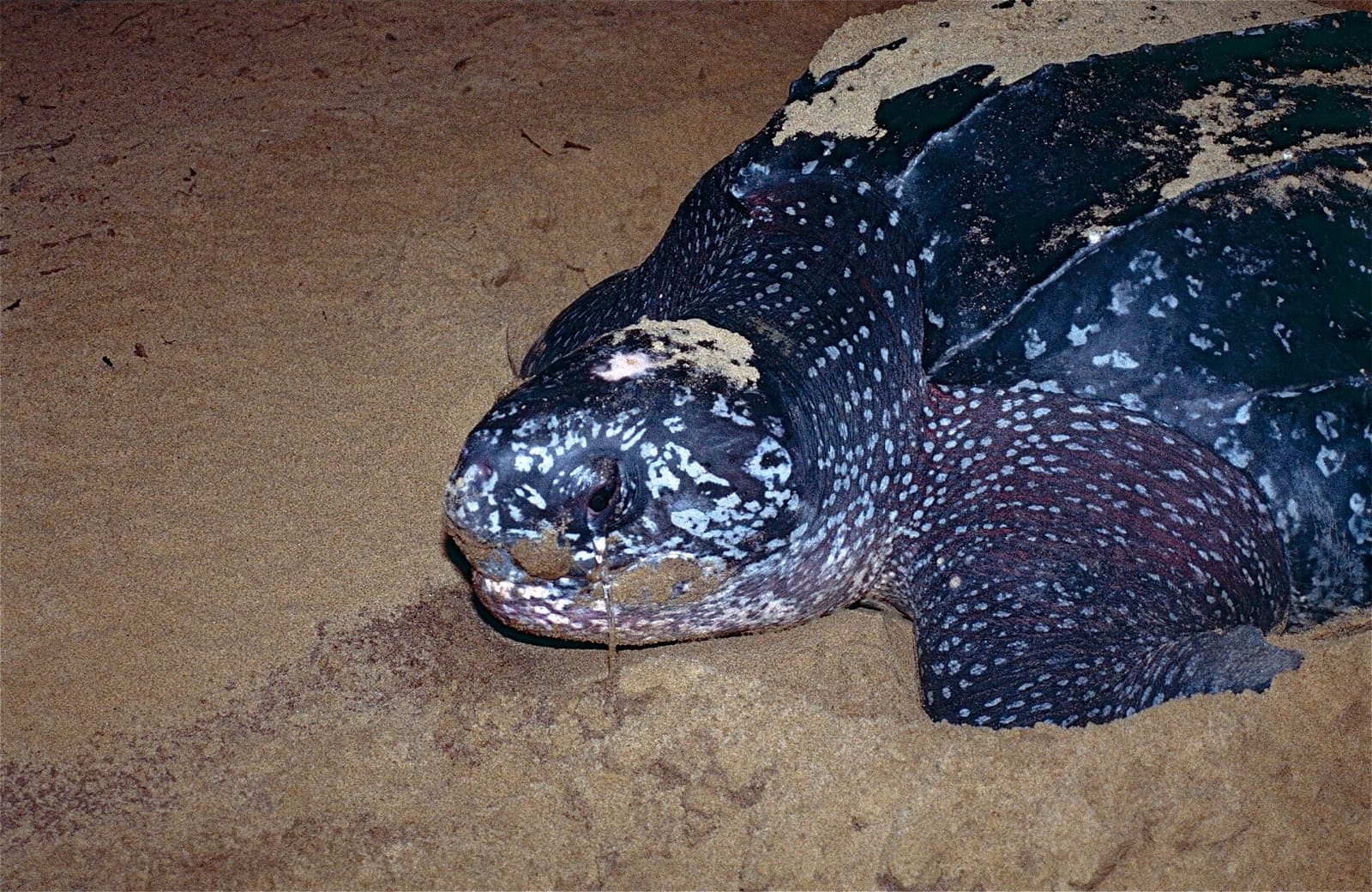 Leatherback sea turtle on a nesting beach