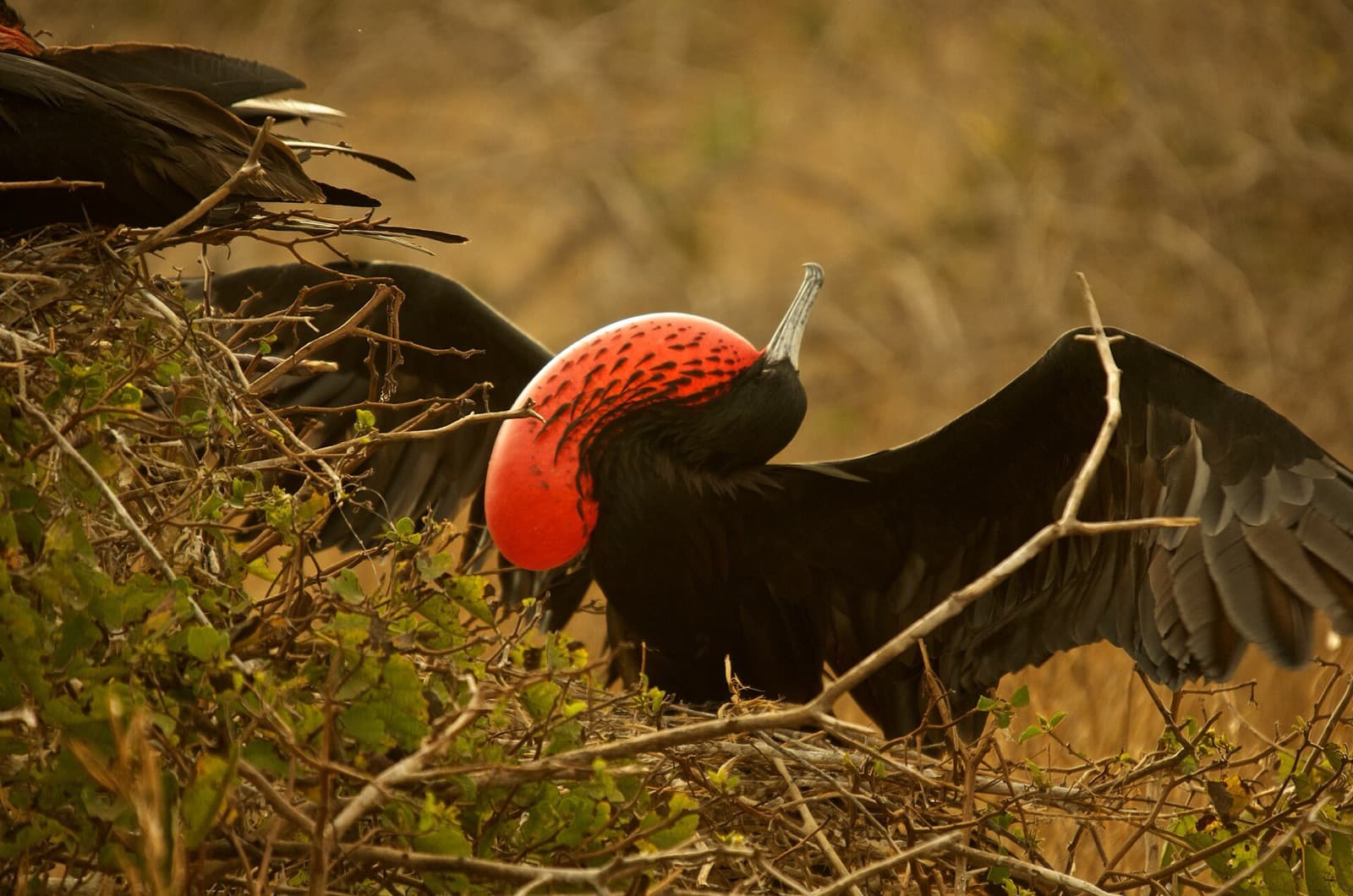 Male magnificent frigatebird displaying its inflated red throat pouch